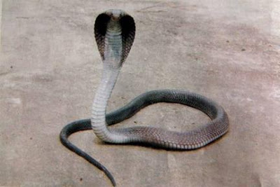 cobra 